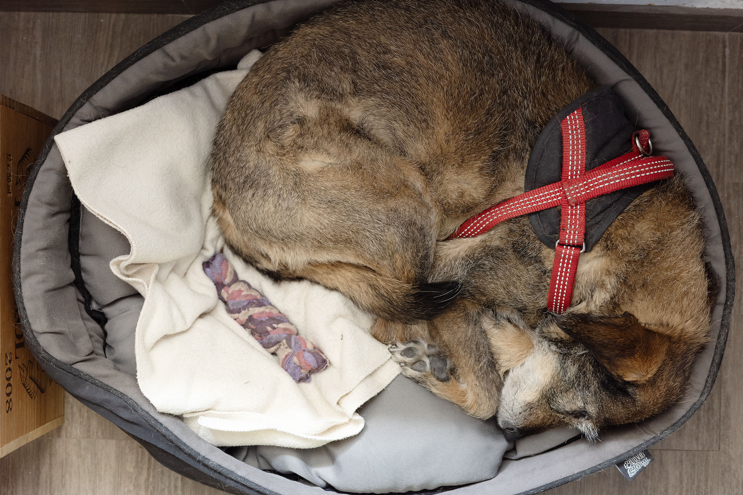 DEAMBULATION | Daniel MOULINET