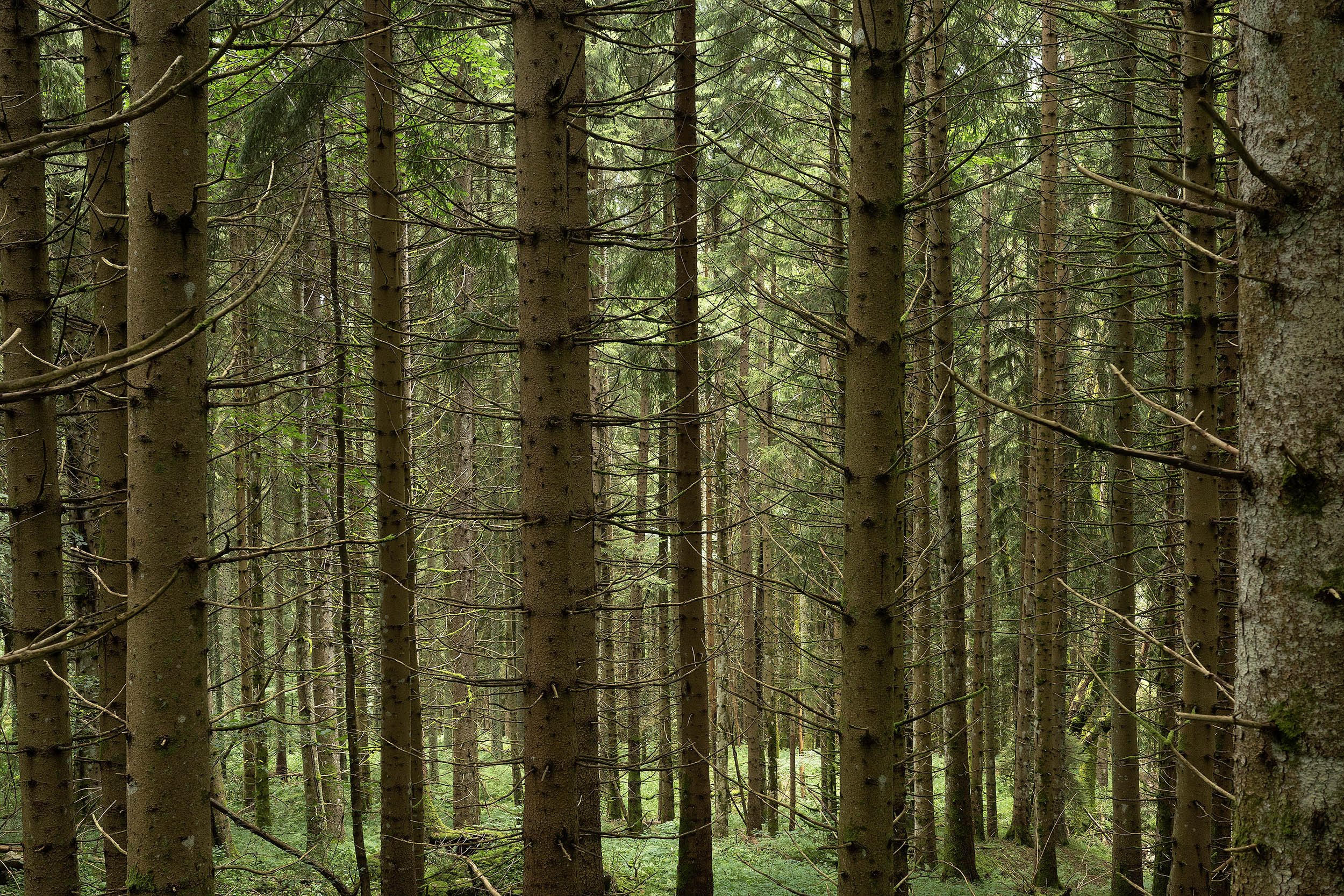 DEAMBULATION | Daniel MOULINET