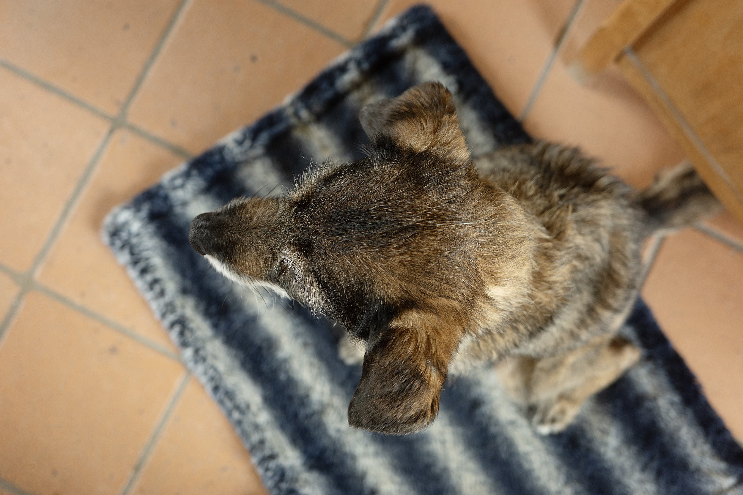 DEAMBULATION | Daniel MOULINET